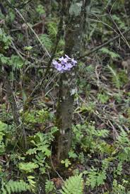 Image result for Cynorkis kassneriana