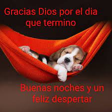 Buenas Noches Puppy Care Maltese Puppy Care Cheap Pets
