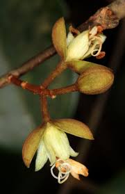 Image result for Anthonotha macrophylla