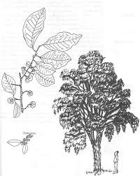 Image result for Margaritaria discoidea