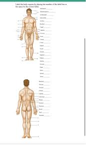 Zygote body is a free online 3d anatomy atlas. Solved Label The Body Regions By Placing The Number Of Th Chegg Com