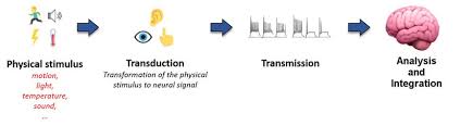 For a more thorough presentation see this animated tutorial on hearing. Sensory Systems The Process Begins With A Physical Stimulus E G Download Scientific Diagram