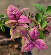 Image result for Eranthemum laxiflorum