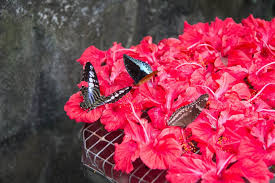 There are special exhibition areas where these amazingly friendly creatures can be seen in both live and preserved states. Travelling With Kids A Trip To Kl Butterfly Park Economy Traveller