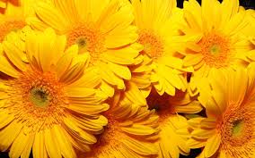 Find this ultimate set of yellow aesthetic tumblr computer wallpapers backgrounds, with 36 yellow aesthetic tumblr computer wallpapers wallpaper . Yellow Aesthetic Desktop Wallpaper Wallpaper For You