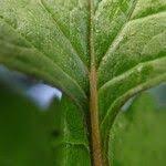 Image result for Dichrocephala