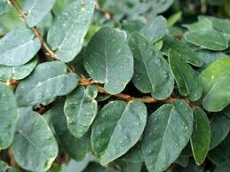 Image result for ficus pumila
