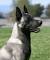 White Dutch Shepherd
