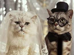 Cat Pictures To Download Free Wallpapers Download Funny Cats Wallpapers Free Download Funny Cat Wallpaper Funny Cats Cat Pics