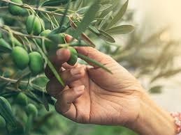 Not only is this fruit a very popular artificial flavor in many candies and drinks, but it's also commonly used as an accompaniment to desserts — and the fresh, real fruits m. Olive Leaf Extract Why The Olive Leaf Is A Powerful Source Of Wellness