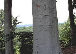 Image result for Vepris grandifolia