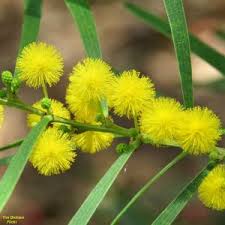 Image result for Acacia borleae