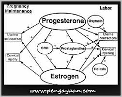 Fungsi Dari Hormon Estrogen Dan Progesteron Pengayaan Com