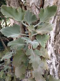 Kalanchoe Beharensis Oakleaf Plants Plant Leaves Succulents