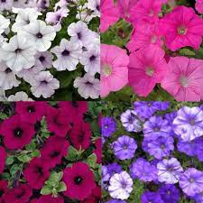 This petunia variety is a great hedging flower for landscaping. Amazon Com Tidal Wave Petunia Seeds 4 Different Varieties 800 Seeds Home Kitchen