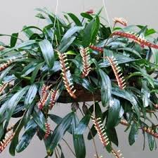 Image result for Bulbophyllum falcatum