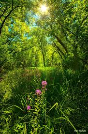 In The Woods Wisconsin Horizons By Phil Koch Htt Phil Koch Beautiful Nature Beautiful Landscapes Green Nature