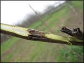 Image result for Walnut blight