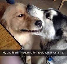 30 Clean Animal Memes Of 2020 To Make You Laugh In 2020 Funny Animals Funny Animal Memes Animal Memes Clean