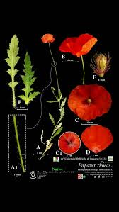 Image result for Oreosyce africana