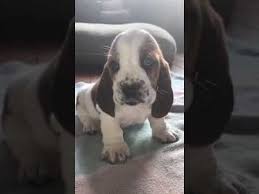 Maybe you would like to learn more about one of these? Basset Hound Puppies For Sale In Texas 07 2021