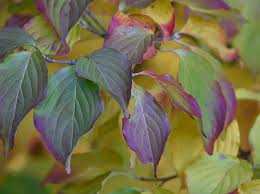 Image result for Pandiaka confusa