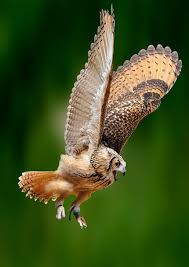 Shrieking Tawny Owl Gloucestershire By Wiltshireyan Via Flickr Tawny Owl Pet Birds Nocturnal Birds