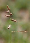 Image result for Urochloa serrata