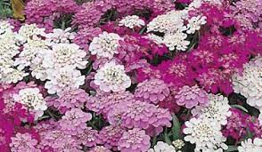 Candytuft Fairy Mixed Flower Seeds Flower Fairies Flowers