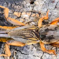 Image result for mospilan prodej