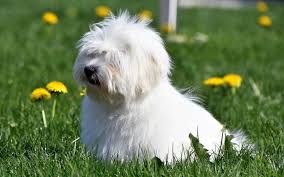 Coton is the french word for cotton. Vom Zuckerplatzerl Coton De Tulear Zucht