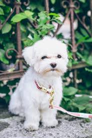 Maltese pictures (maltese lion dog). Can Maltese Puppies Drink Milk One Milk Type Is Deadly