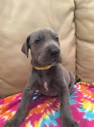 Heart of texas gd club. Great Dane Puppy Dog For Sale In Tyler Texas