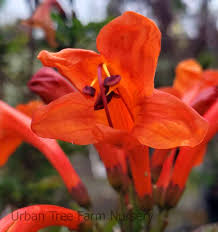 Image result for Tecomaria capensis