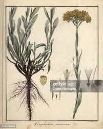 Image result for Helichrysum aureum