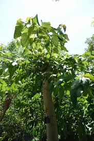 Image result for Ficus sur