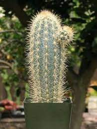 It's a visually striking houseplant, and easy to care for too! 25 Pilosocereus Ideas Cactus Plants Cacti And Succulents Cactus And Succulents