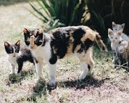 Cute Pictures & Facts About Calico Cats & Kittens