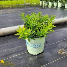 Image result for Asclepias aurea