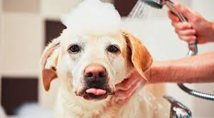 You'll likely encounter moving expenses, security deposits, pet deposits and your first month's rent, among other things. Dog Grooming Avoiding Injuries And What To Do When They Happen Petprofessional