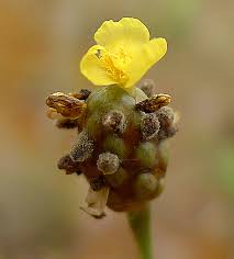 Image result for Xyridaceae