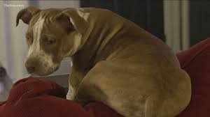 Every person can play a part in creating a community where every pet matters. Wild Dogs Kill Atlanta Pet As Attorneys Push Stronger Georgia Law 11alive Com