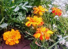 Planta Copetona Plantas