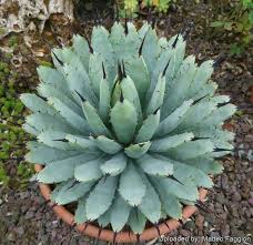 Image result for Agave