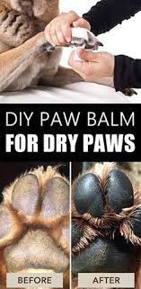 Diy Paw Balm To Care For Your Dog S Paws All Year Around Dog Paw Care Dog Paw Balm Dog Paws