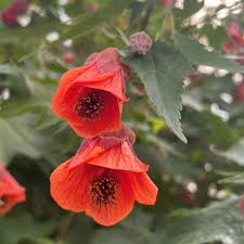 Image result for Abutilon