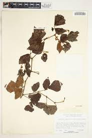 Image result for Ampelocissus multistriata