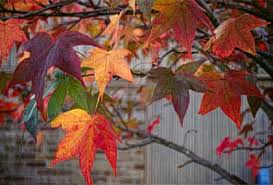 Rainbow gum tree, spectacular rainbow colored trunk. Sweetgum Department Of Horticulture
