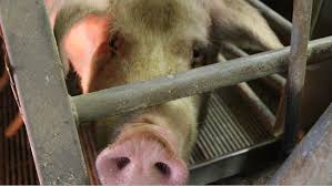 Ich kauf mir ' ne sau, ' nen hund und ' nen schaukelstuhl. Zeit Vom Absetzen Bis Zur Deckung Mehr Als Nichtproduktive Tage Artikel 3drei3 De Alles Uber Schweine