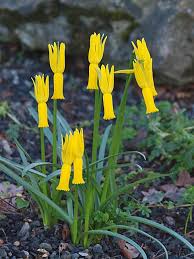 Scottish Rock Garden Club Narcissus Cyclaminius Unusual Flowers Narcissus Beautiful Flowers